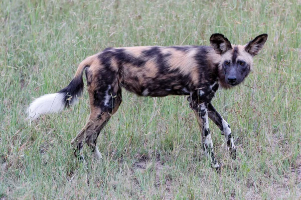 African Wild Dog Walking Manyeleti Game Reserve Greater Kruger Region — Stock Photo, Image