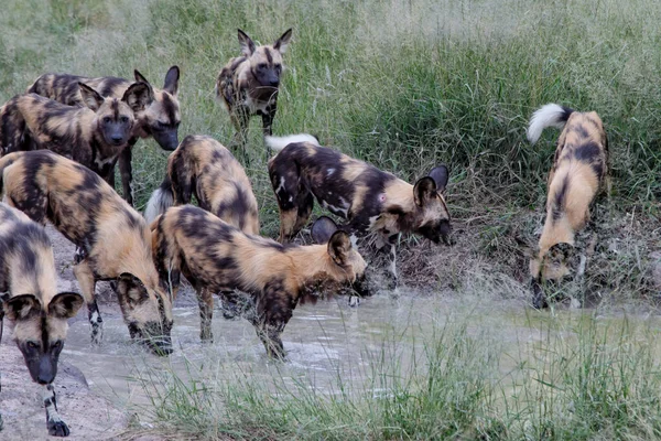 African Wild Dog Bebendo Reserva Caça Manyeleti Região Grande Kruger — Fotografia de Stock