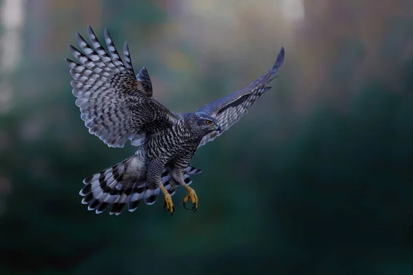 네덜란드의 노르드 브라반트 숲에서 가을에 비행기를 날아가는 Accipiter Gentilis — 스톡 사진