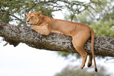 Dişi aslan Tanzanya 'daki Serengeti Milli Parkı' nda bir ağaçta dinleniyor.
