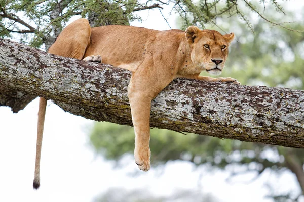 Lwica Spoczywająca Drzewie Parku Narodowym Serengeti Tanzanii — Zdjęcie stockowe
