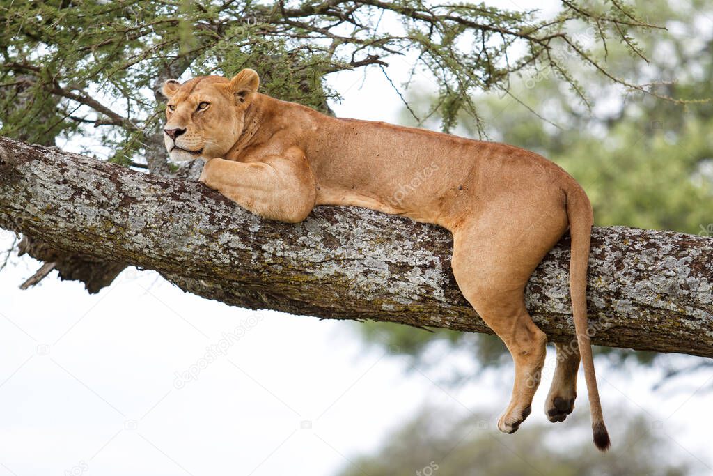 Lioness resting in a tree in Serengeti National Park in Tanzania