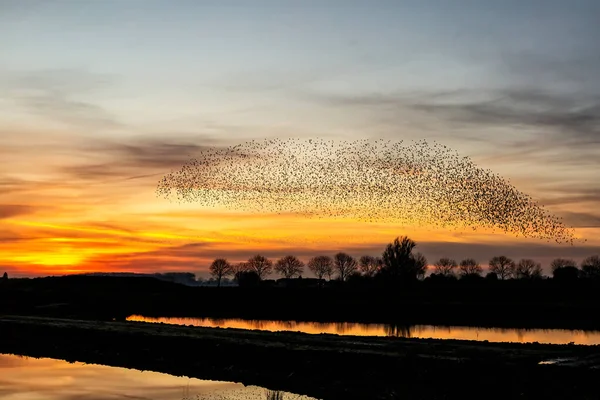 Starka Mord Stor Flock Starar Flyger Vid Solnedgången Nederländerna Hundratusentals — Stockfoto