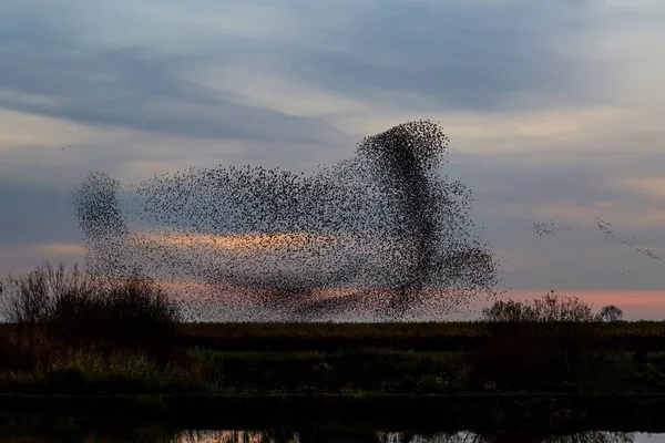 Starka Mord Stor Flock Starar Flyger Vid Solnedgången Nederländerna Hundratusentals — Stockfoto