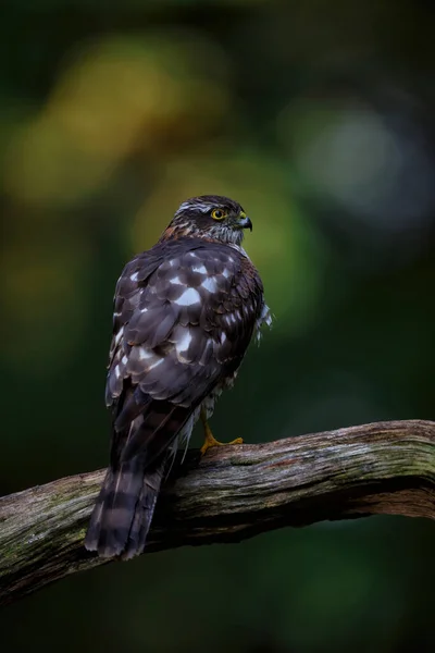 Eurasian Sparrow Hawk Accipiter Nisus Sedící Větvi Lesním Porostu Limburg — Stock fotografie