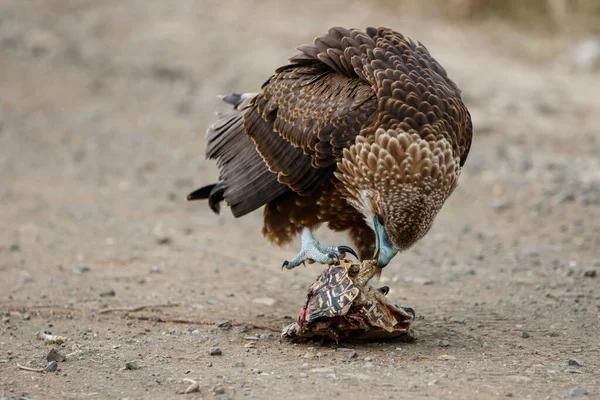 Młodociany Bateleur Terathopius Ecaudatus Jedzący Żółwia Lamparta Parku Narodowym Kruger — Zdjęcie stockowe