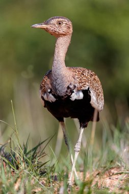Güney Afrika 'daki Kruger Ulusal Parkı' ndaki kırmızı ibikli korsan ya da kırmızı ibikli büstü.