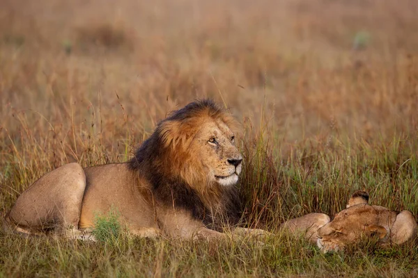 Oroszlán Hím Arra Vár Hogy Tovább Párosodjon Oroszlánnal Masai Mara — Stock Fotó