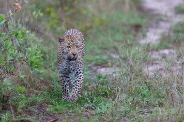 Güney Afrika 'nın Büyük Kruger Bölgesi' nde Sabi Kumları Oyun Rezervinde Leopar