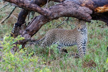Güney Afrika 'nın Büyük Kruger Bölgesi' nde Sabi Kumları Oyun Rezervinde Leopar