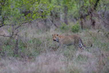 Güney Afrika 'nın Büyük Kruger Bölgesi' nde Sabi Kumları Oyun Rezervinde Leopar