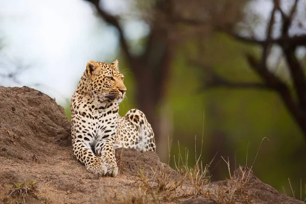 Leopárd Sabi Sands Game Reserve Nagyobb Kruger Régióban Dél Afrikában — Stock Fotó