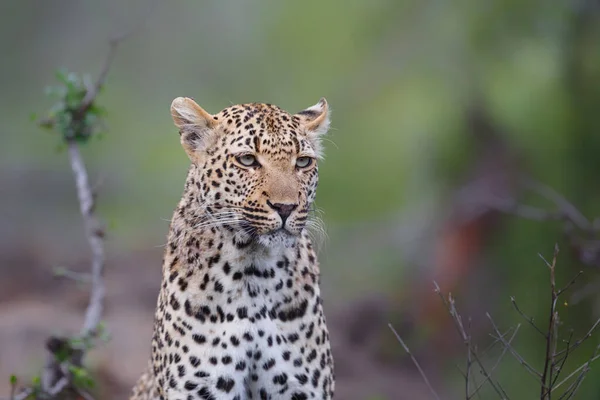 Leopardo Reserva Caza Sabi Sands Región Del Gran Kruger Sudáfrica —  Fotos de Stock