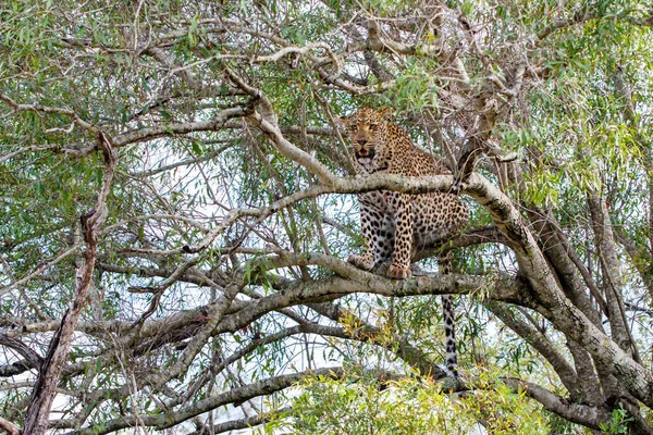 Leopard Sabi Sands Wildreservat Großraum Krüger Südafrika — Stockfoto