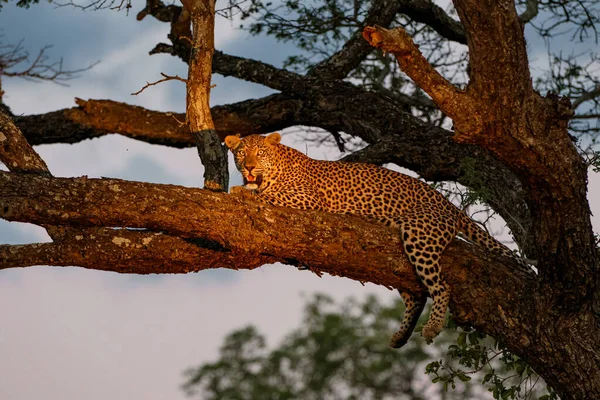 Leopardo Sabi Sands Reserva Caça Região Grande Kruger África Sul — Fotografia de Stock