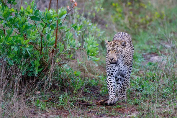 Güney Afrika Nın Büyük Kruger Bölgesi Nde Sabi Kumları Oyun — Stok fotoğraf