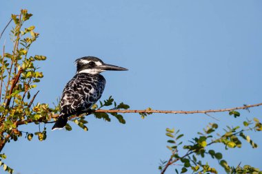 Güney Afrika Kruger Ulusal Parkı 'nda oturan Pied Kingfisher (Ceryle Rudis)