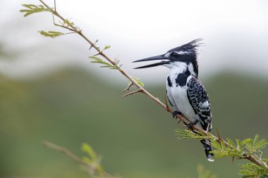 Güney Afrika Kruger Ulusal Parkı 'nda oturan Pied Kingfisher (Ceryle Rudis)