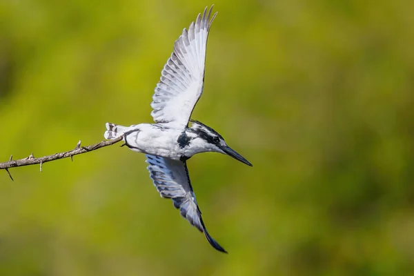 クルーガー国立公園で羽を広げるペイド キングフィッシャー セリル ルディス — ストック写真
