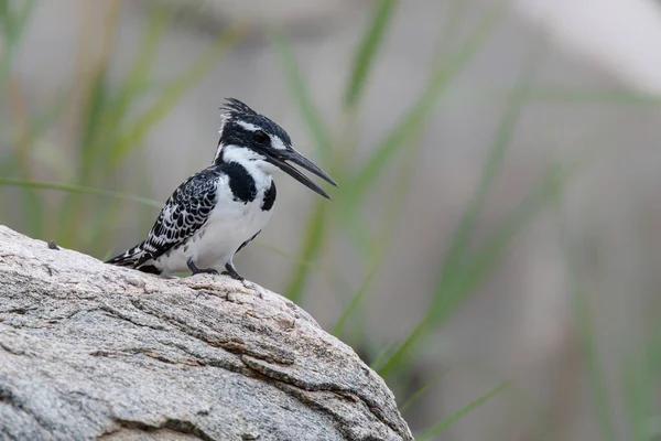 Pied Kingfisher Ceryle Rudis Duduk Taman Nasional Kruger Afrika Selatan — Stok Foto