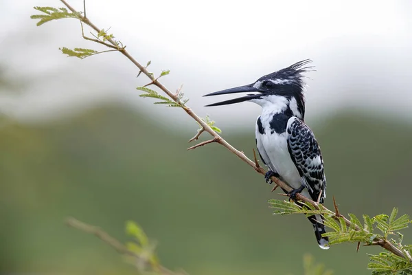 Pied Kingfisher Ceryle Rudis Sitting Kruger National Park South Africa — Stock Photo, Image