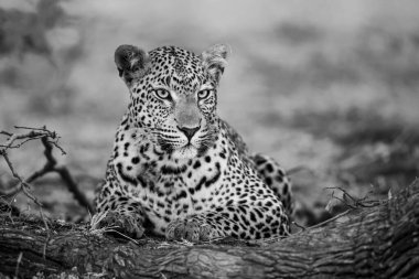 Leopar (Panthera pardus) Güney Afrika 'nın Büyük Kruger Bölgesi' ndeki Sabi Kumları Oyun Rezervinde dinleniyor