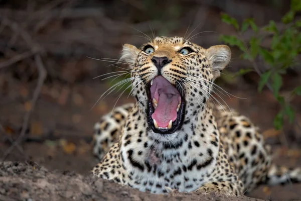 Leopardo Panthera Pardus Bocejando Sabi Sands Game Reserve Região Grande — Fotografia de Stock