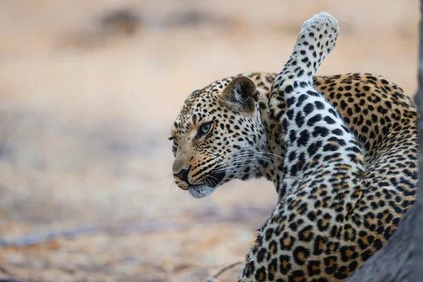 Leopardo Panthera Pardus Limpando Uma Reserva Caça Região Grande Kruger — Fotografia de Stock