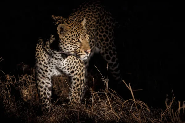 Leopard Panthera Pardus Berjalan Dalam Kegelapan Sabi Sands Game Reserve — Stok Foto