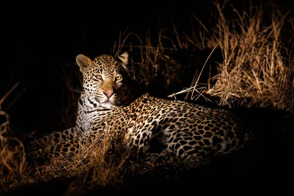 Leopard Panthera Pardus Laki Laki Beristirahat Dalam Kegelapan Sabi Sands — Stok Foto