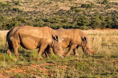 Beyaz Gergedan Güney Afrika 'daki Pilanesberg Ulusal Parkı' nda yürüyor.