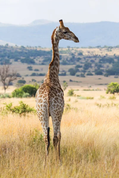 Girafa Caminhando Parque Nacional Pilanesberg África Sul — Fotografia de Stock