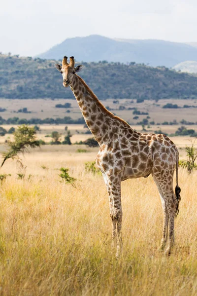 Girafa Caminhando Parque Nacional Pilanesberg África Sul — Fotografia de Stock