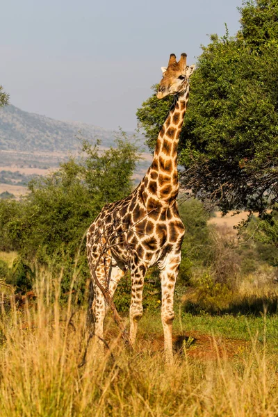 Girafa Caminhando Parque Nacional Pilanesberg África Sul — Fotografia de Stock