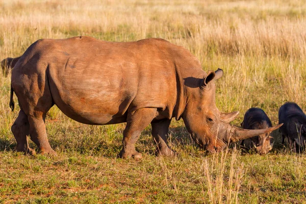 Rhinocéros Blanc Marchant Dans Les Plaines Réserve Chasse Entabeni Dans — Photo