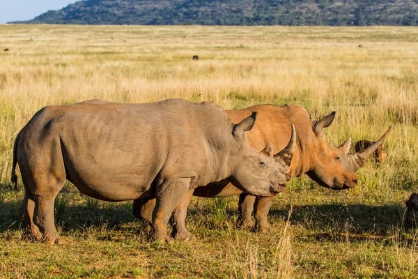 White Rhinoceros Walking Plains Entabeni Game Reserve Waterberg Area South — Stock Photo, Image