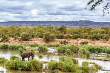 Güney Afrika 'daki Kruger Ulusal Parkı' nda bir nehirde duran fil boğası.