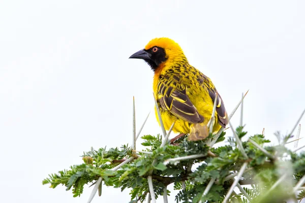 Tecelão Mascarado Viteline Ploceus Vitellinus Sentado Uma Acácia Cratera Ngorongoro — Fotografia de Stock