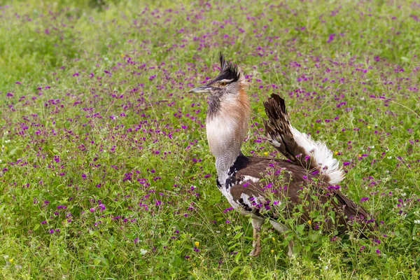 Kori Bustard Αρσενικό Αναπαραγωγική Περίοδο Συμπεριφορά Φλερτ Πόδια Στον Κρατήρα — Φωτογραφία Αρχείου