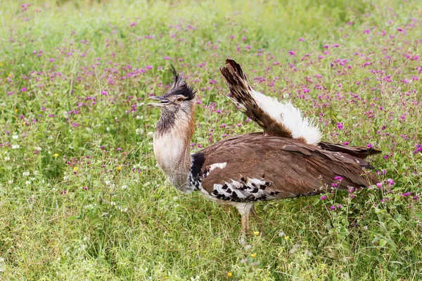 Kori Bustard Αρσενικό Αναπαραγωγική Περίοδο Συμπεριφορά Φλερτ Πόδια Στον Κρατήρα — Φωτογραφία Αρχείου