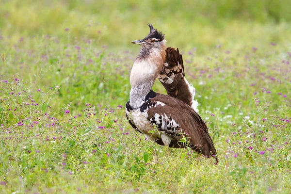 Kori Bustard Macho Época Reprodução Com Comportamento Corte Andando Cratera — Fotografia de Stock