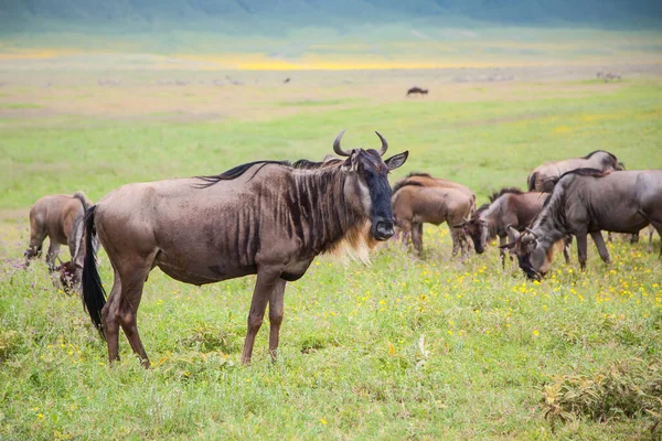 Wildebeest Berjalan Dan Makan Kawah Ngorongoro Tanzania — Stok Foto