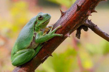 Avrupa Ağaç Kurbağası (Hyla arborea) bir Bramble (Rubus sp.) üzerinde oturuyor. Hollanda 'daki Noord Brabant ormanındaki çalılık.