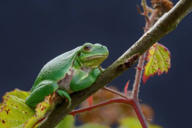 Avrupa Ağaç Kurbağası (Hyla arborea) bir Bramble (Rubus sp.) üzerinde oturuyor. Hollanda 'daki Noord Brabant ormanındaki çalılık.