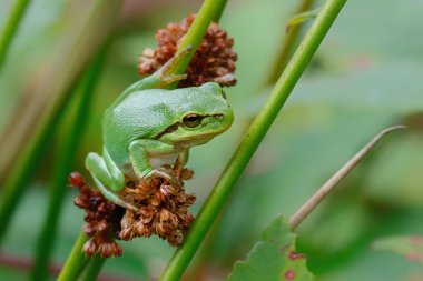 Avrupa Ağaç Kurbağası (Hyla arborea) bir Bramble (Rubus sp.) üzerinde oturuyor. Hollanda 'daki Noord Brabant ormanındaki çalılık.
