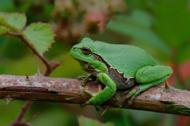 Avrupa Ağaç Kurbağası (Hyla arborea) bir Bramble (Rubus sp.) üzerinde oturuyor. Hollanda 'daki Noord Brabant ormanındaki çalılık.