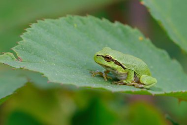 Avrupa Ağaç Kurbağası (Hyla arborea) bir Bramble (Rubus sp.) üzerinde oturuyor. Hollanda 'daki Noord Brabant ormanındaki çalılık.
