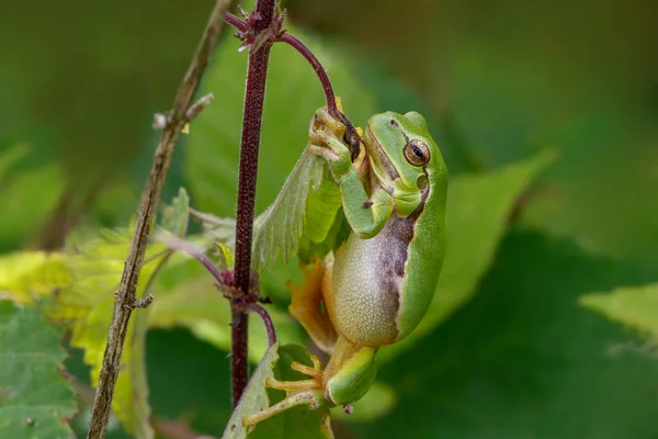 Europese Boomkikker Hyla Arborea Zittend Een Braam Rubus Bush Het — Stockfoto