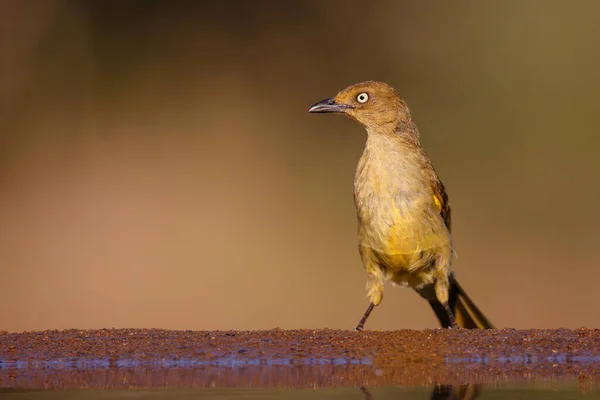 Sombre Greenbul Andropadus Importunus Assis Dans Réserve Chasse Zimanga Afrique — Photo