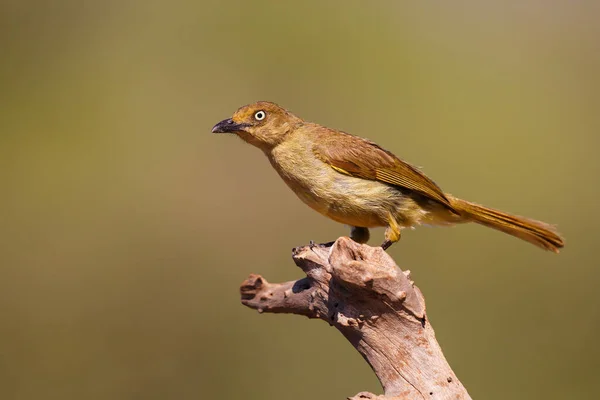 Sombre Greenbul Andropadus Importunus Sentado Reserva Caza Zimanga Sudáfrica — Foto de Stock